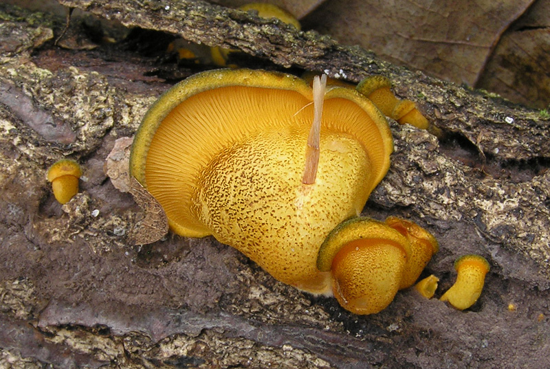 Sarcomyxa serotina